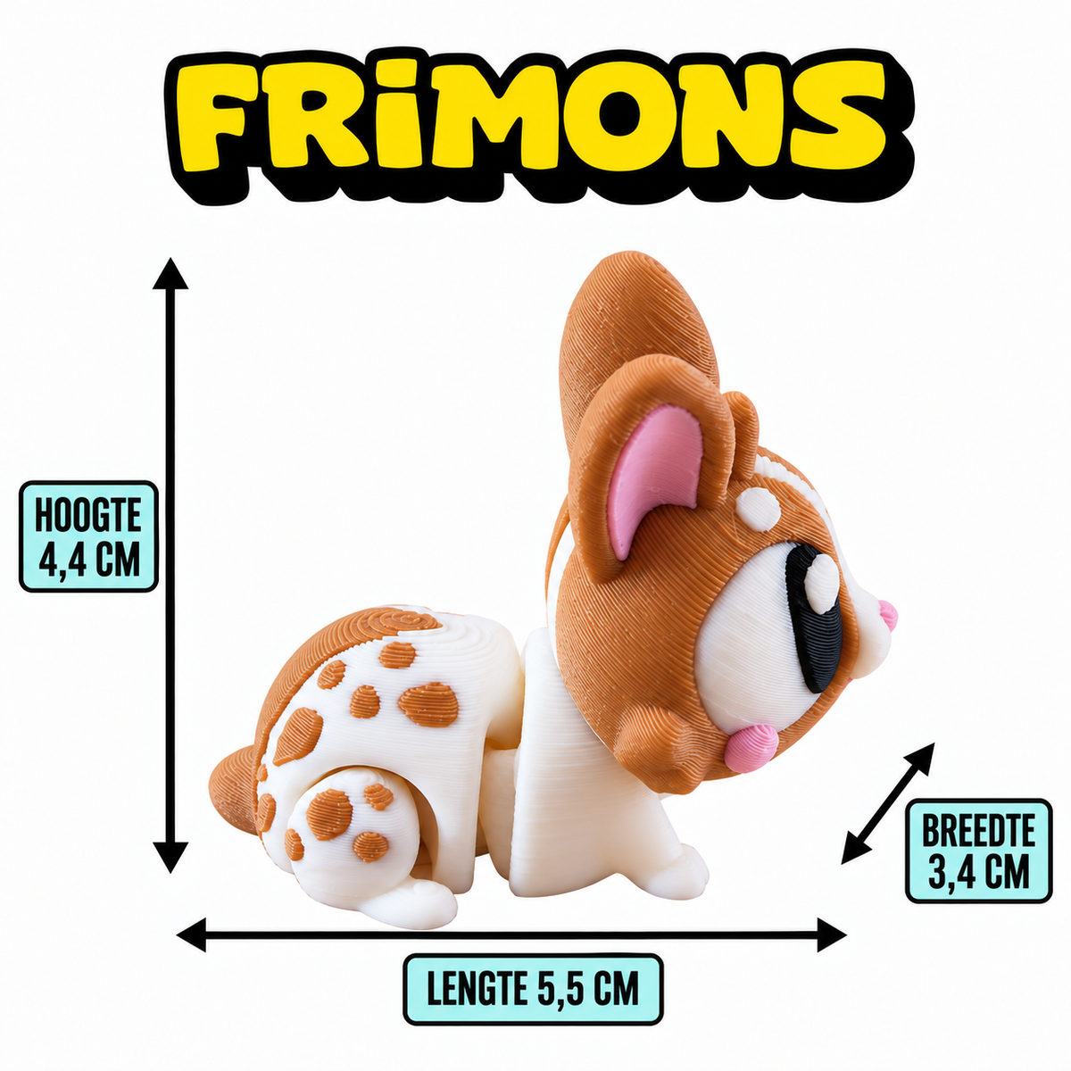 Bruin-wit gevlekt Frimons-konijn met maatlijnen voor hoogte, lengte en breedte.